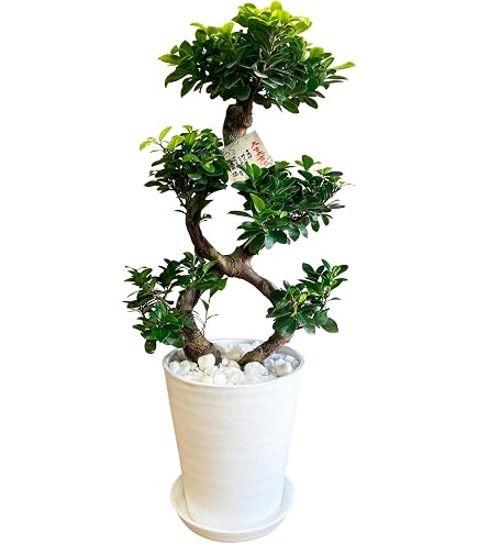ガジュマル　盆栽仕立て　S字仕立て　接ぎ木　昇り龍　曲がり Amazon｜観葉植物 台湾ガジュマル 盆栽仕立て S字仕立て 接ぎ木 昇り龍